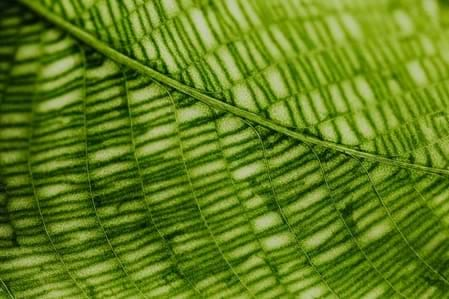 grünes Blatt von unten